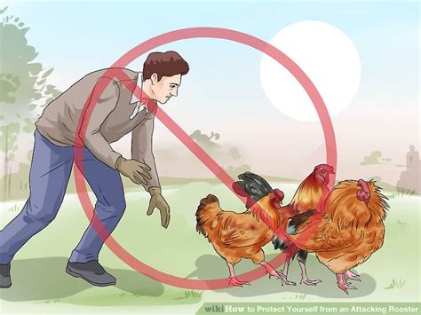 how to train a rooster to fight|3 Ways to Protect Yourself from an Attacking Rooster .